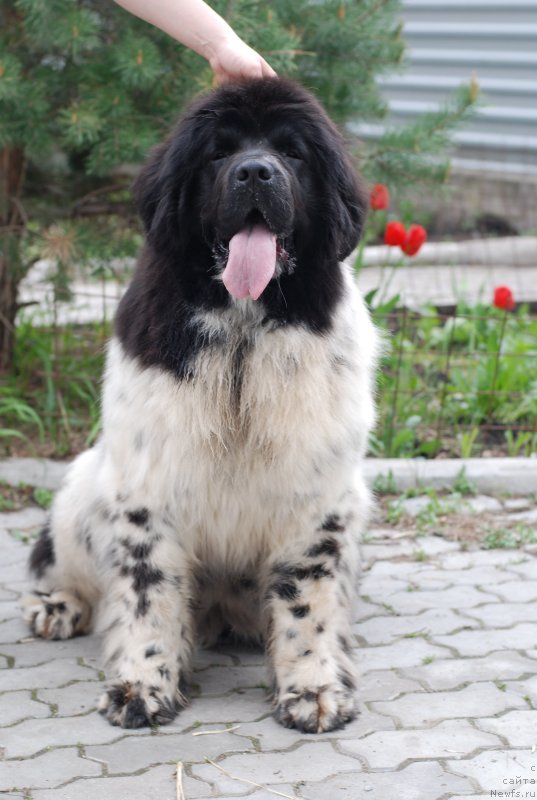 Фотография № 125495