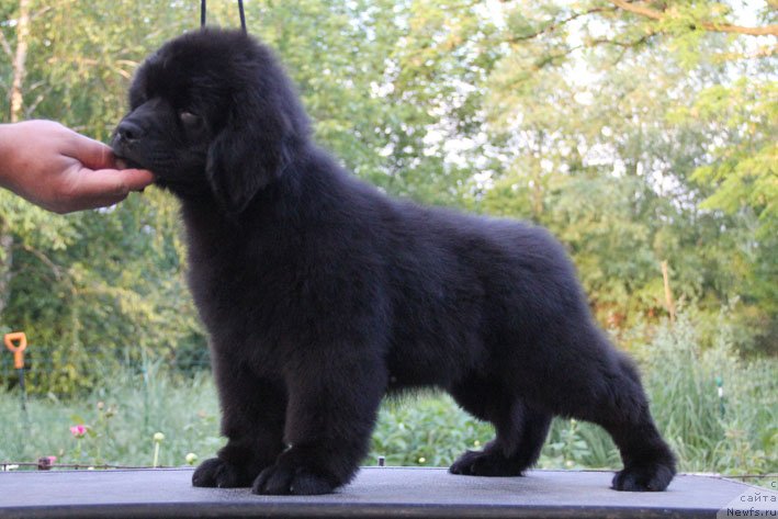 Фото: ньюфаундленд Chudo Choice Zvezdnyj Dar s Berega Dona (Чудо Чойс Звездного Дара с Берега Дона)