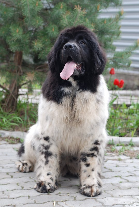 Фотография № 125497