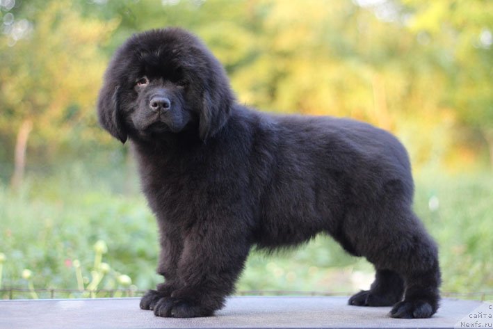 Фото: ньюфаундленд Chudo Choice Zvezdnyj Dar s Berega Dona (Чудо Чойс Звездного Дара с Берега Дона)