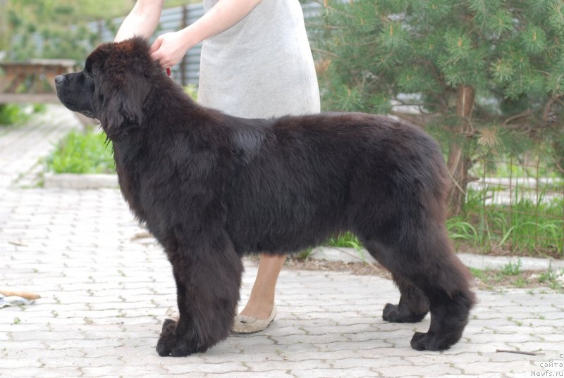 Фото: ньюфаундленд Fluffy Avalanch Exclusive Dream (Флюфи Аваланч Эксклюсиве Дрим)