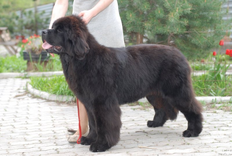 Фото: ньюфаундленд Fluffy Avalanch Exclusive Dream (Флюфи Аваланч Эксклюсиве Дрим)