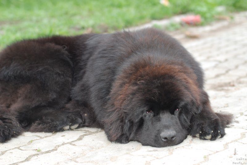 Фото: ньюфаундленд Fluffy Avalanch Exclusive Dream (Флюфи Аваланч Эксклюсиве Дрим)