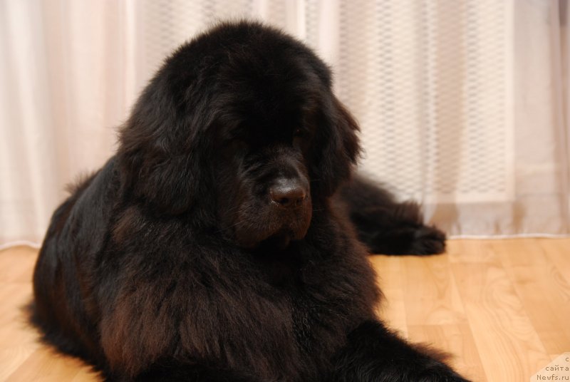 Фото: ньюфаундленд Formula Lyubvi ot Sibirskogo Medvedya (Формула Любви от Сибирского Медведя)