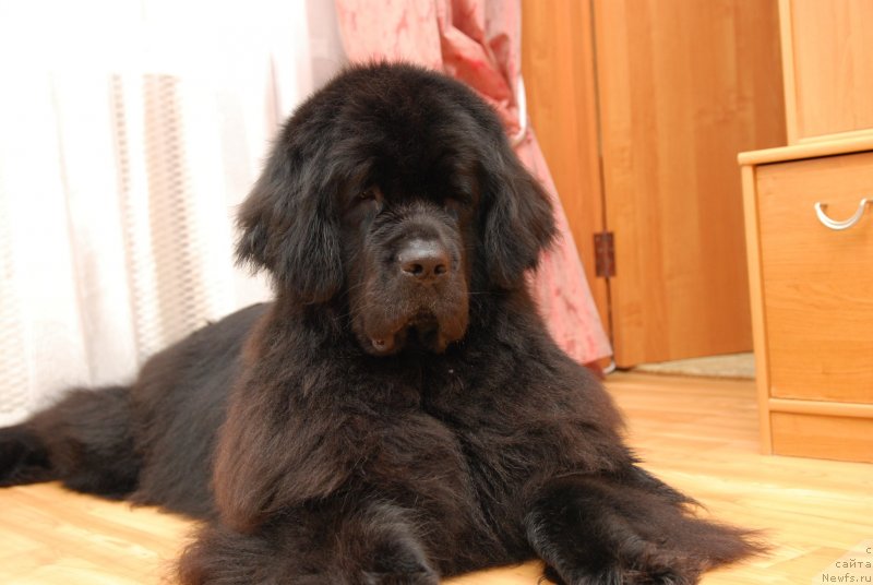 Фото: ньюфаундленд Formula Lyubvi ot Sibirskogo Medvedya (Формула Любви от Сибирского Медведя)