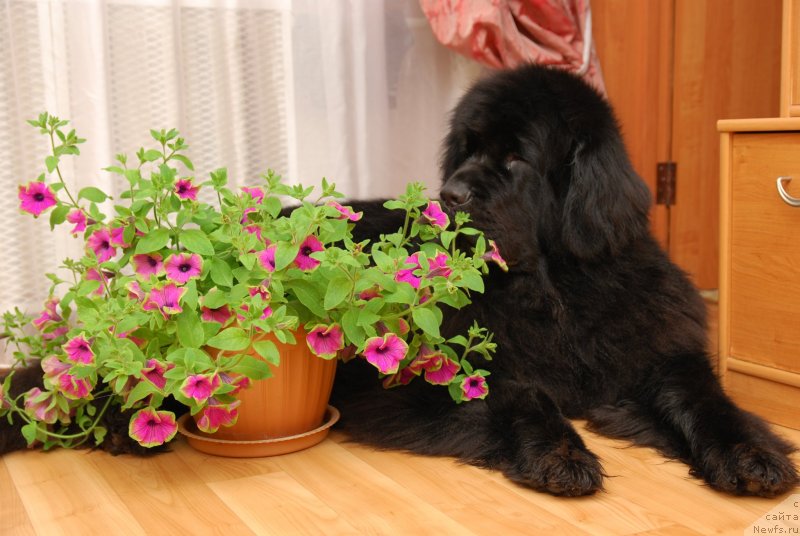 Фото: ньюфаундленд Formula Lyubvi ot Sibirskogo Medvedya (Формула Любви от Сибирского Медведя)