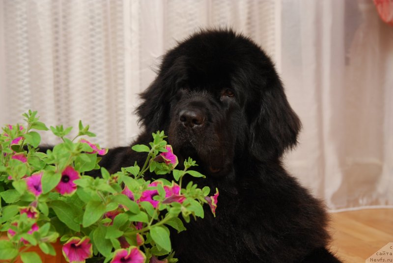 Фото: ньюфаундленд Formula Lyubvi ot Sibirskogo Medvedya (Формула Любви от Сибирского Медведя)
