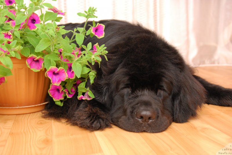 Фото: ньюфаундленд Formula Lyubvi ot Sibirskogo Medvedya (Формула Любви от Сибирского Медведя)