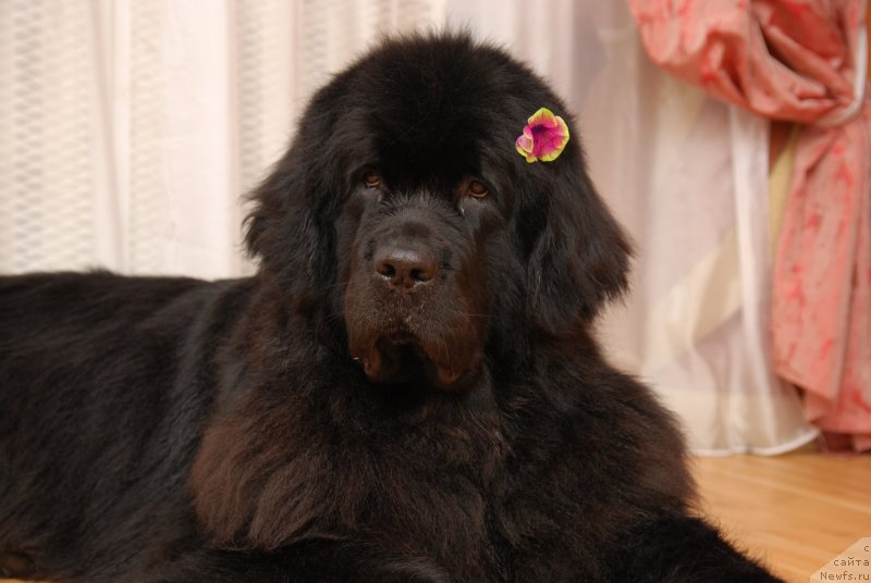Фото: ньюфаундленд Formula Lyubvi ot Sibirskogo Medvedya (Формула Любви от Сибирского Медведя)