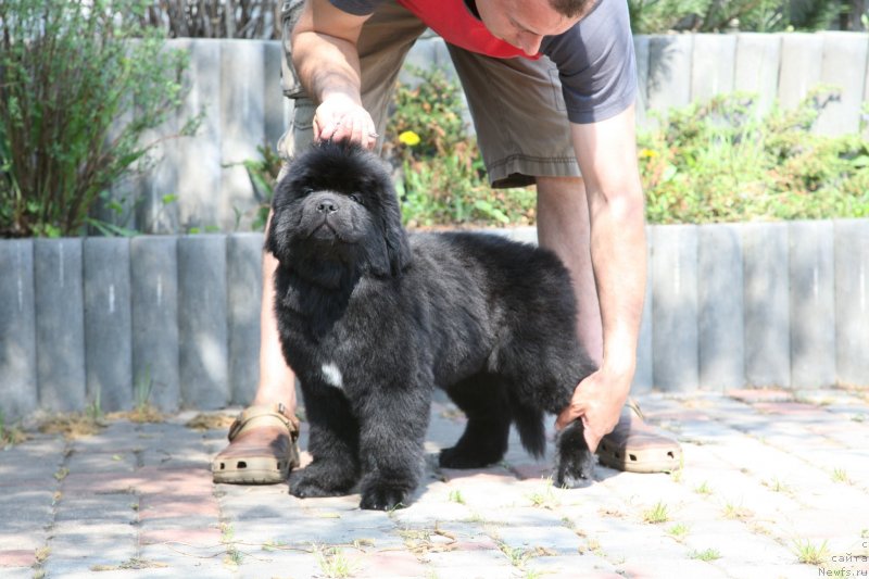 Фото: ньюфаундленд The Most Beautiful Dark New Wave