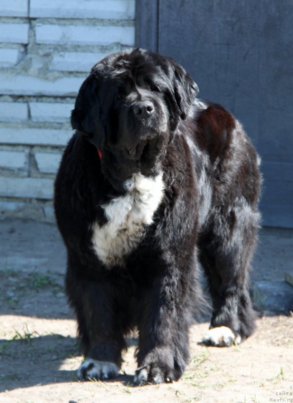 Фото: ньюфаундленд Ikona Stilya (Икона Стиля)