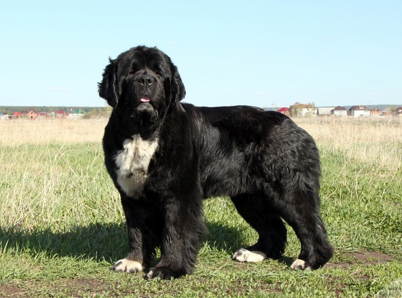 Фото: ньюфаундленд Ikona Stilya (Икона Стиля)