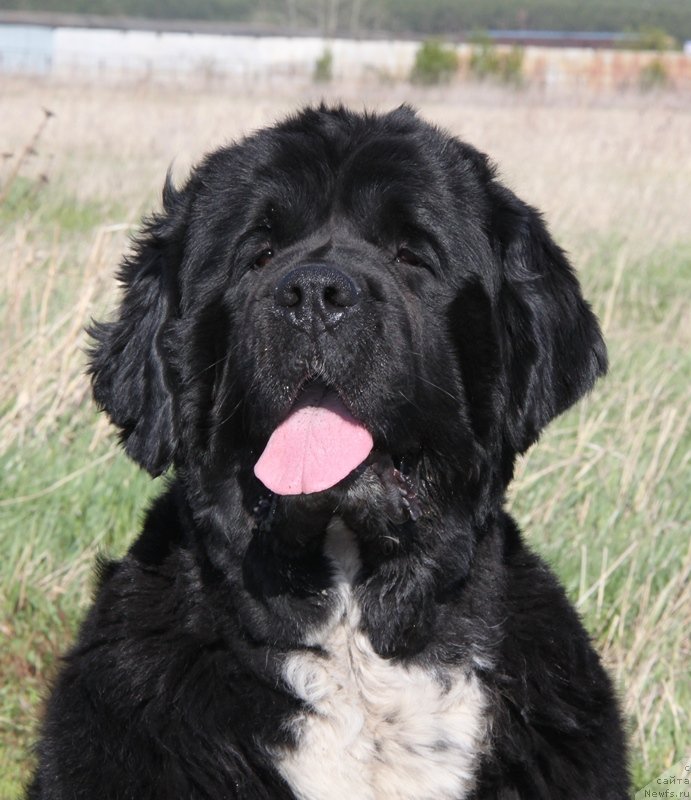 Фото: ньюфаундленд Ikona Stilya (Икона Стиля)