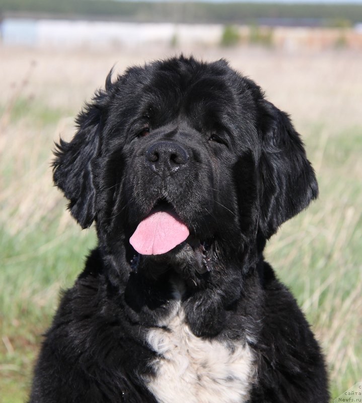 Фото: ньюфаундленд Ikona Stilya (Икона Стиля)