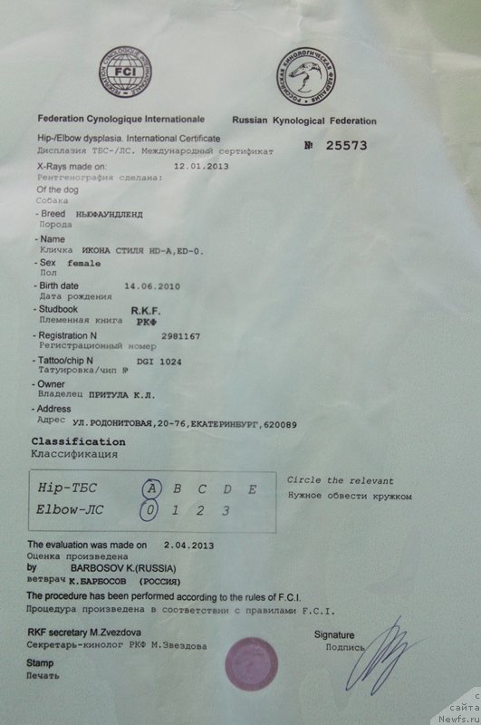 Фото: ньюфаундленд Ikona Stilya (Икона Стиля)