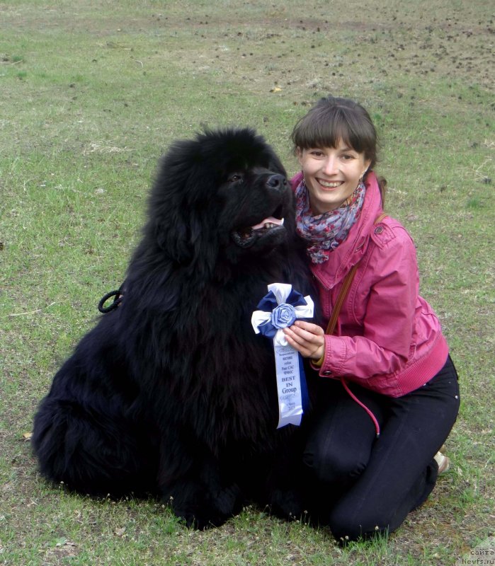 Фото: ньюфаундленд Mister Forte Impressione (Мистер Форте Импрессионе)