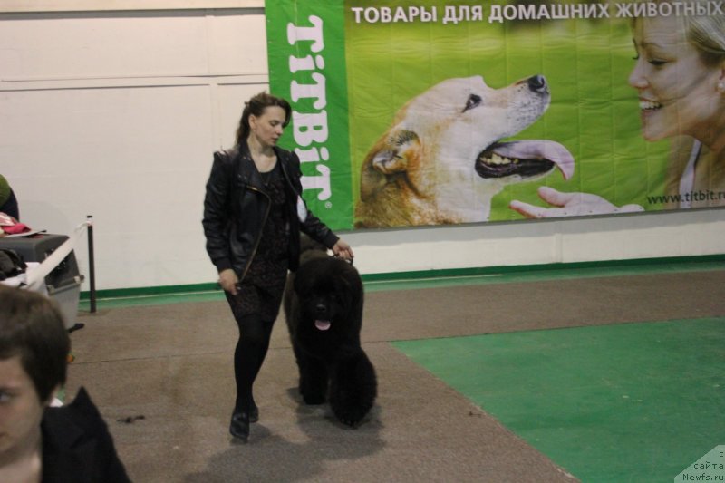 Фото: ньюфаундленд YUjnyiy Okean ot Sibirskogo Medvedya (Южный Океан от Сибирского Медведя)