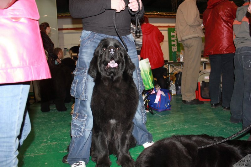 Фото: ньюфаундленд CHernaya Jemchujina ot Sibirskogo Medvedya (Черная Жемчужина от Сибирского Медведя)