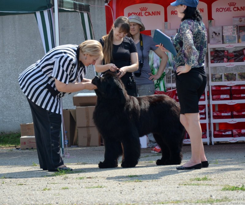 Фото: ньюфаундленд Beguschaya po Volnam Zillion (Бегущая по Волнам Зиллион)