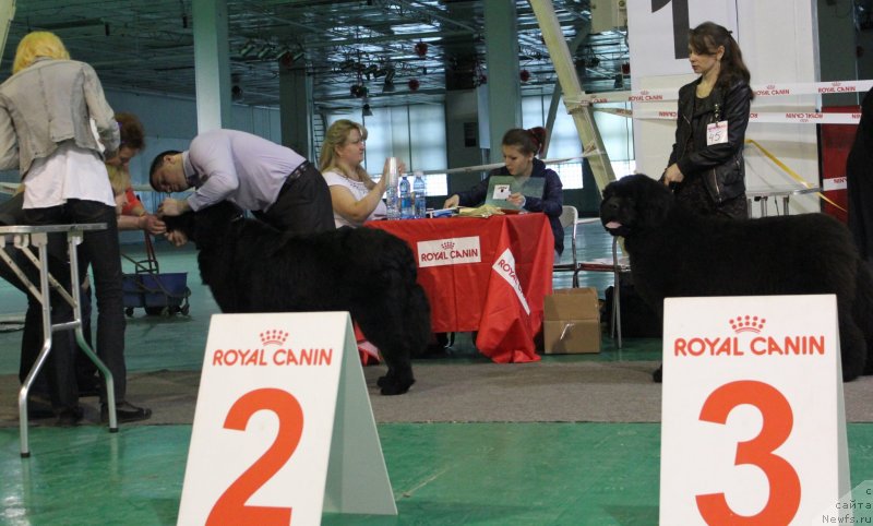 Фото: ньюфаундленд Able To Win Dinastiya Soverchenstva (Айбл Ту Вин Династия Совершенства)