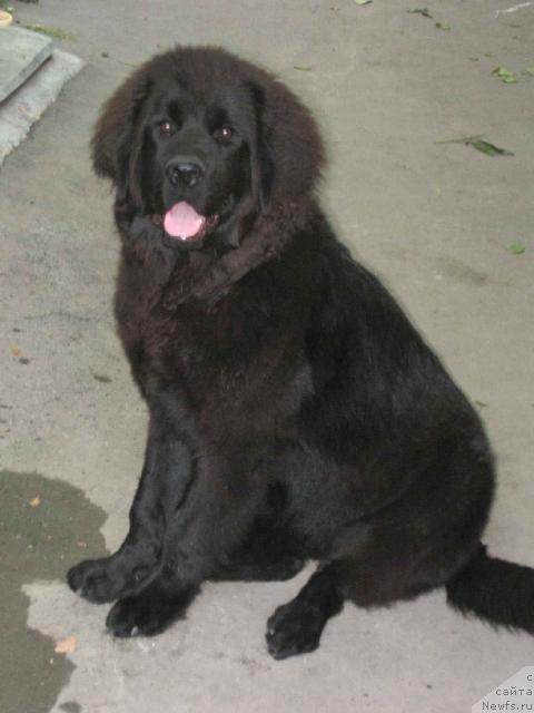 Фото: ньюфаундленд Iskryaschayasya Radost' s Berega Dona (Искрящаяся Радость с Берега Дона)