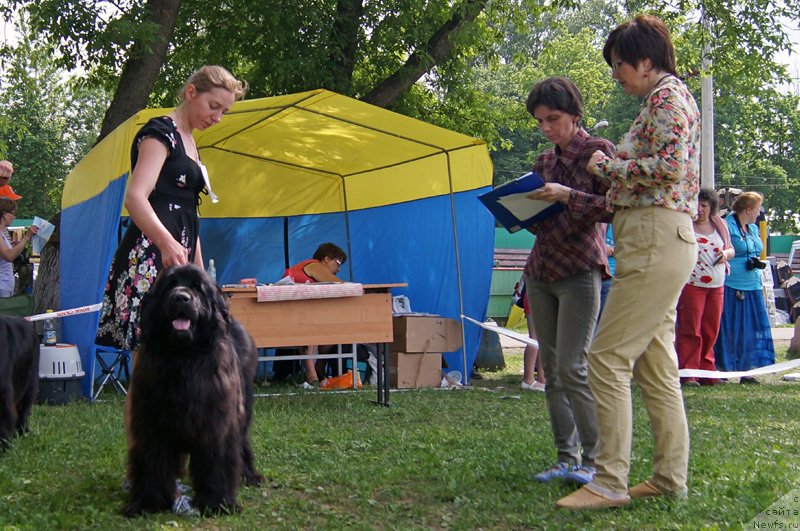 Фото: ньюфаундленд Amansi (Аманси), YUliya Gunina (Юлия Гунина)