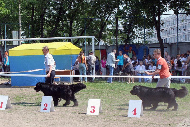 Фото: ньюфаундленд Byella Moss Beatriche (Бэлла Мосс Беатриче), ньюфаундленд Ariadna Veik (Ариадна Вейк)