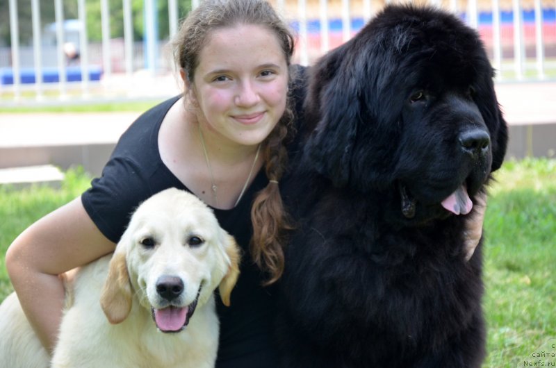 Фото: ньюфаундленд Beguschaya po Volnam Zillion (Бегущая по Волнам Зиллион)