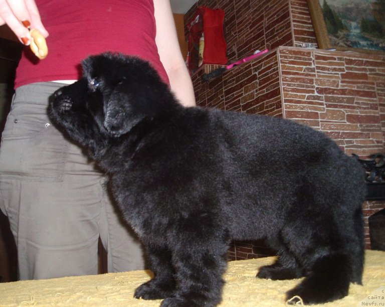 Фото: ньюфаундленд Vilayda SHikarnaya Ledi (Вилайда Шикарная Леди)