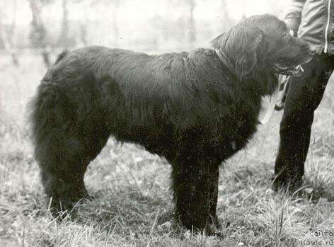 Фото: ньюфаундленд Viniliya Zol' (Винилия Золь)