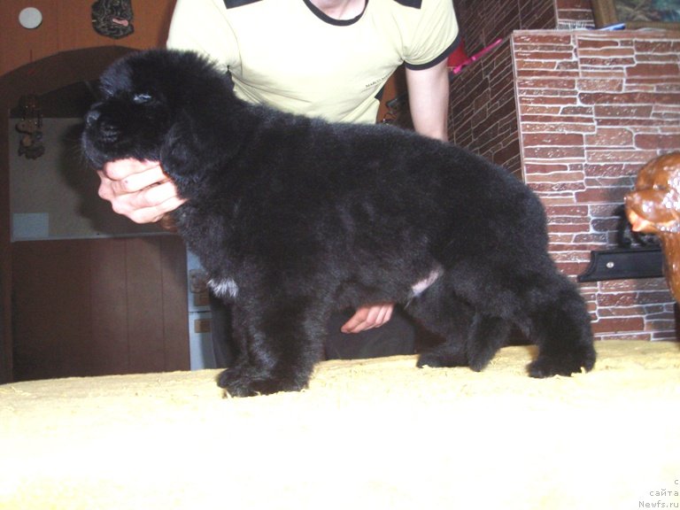 Фото: ньюфаундленд Van Deyk Baron (Ван Дейк Барон)
