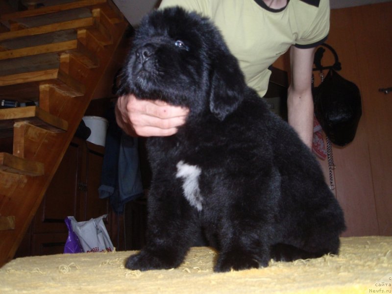 Фото: ньюфаундленд Van Deyk Baron (Ван Дейк Барон)