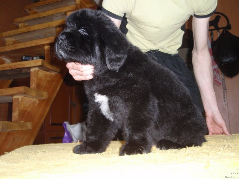 Фото: ньюфаундленд Van Deyk Baron (Ван Дейк Барон)