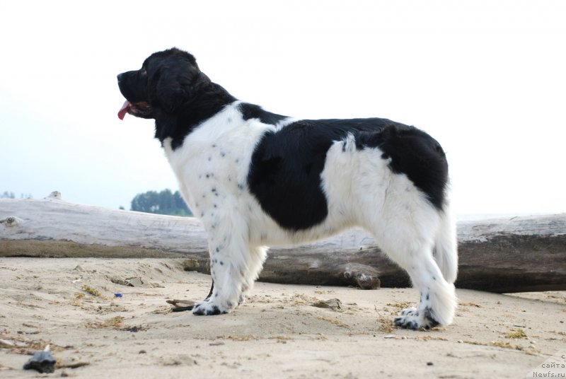 Фото: ньюфаундленд Fiamettahauz  Nunki (Фиаметтахауз Нунки)