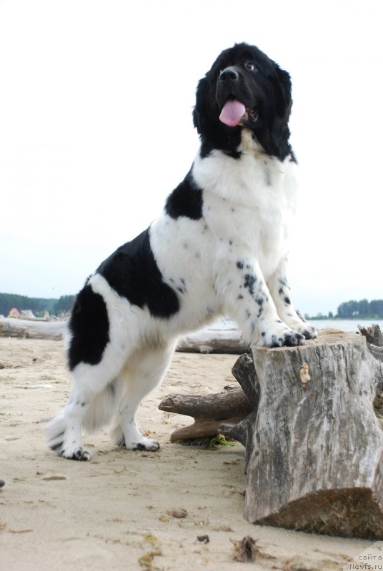 Фотография № 125613