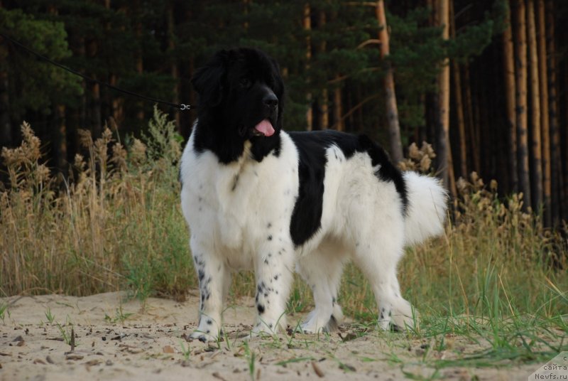 Фотография № 125614