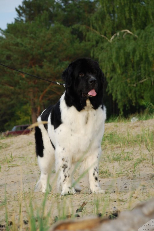 Фото: ньюфаундленд Fiamettahauz  Nunki (Фиаметтахауз Нунки)