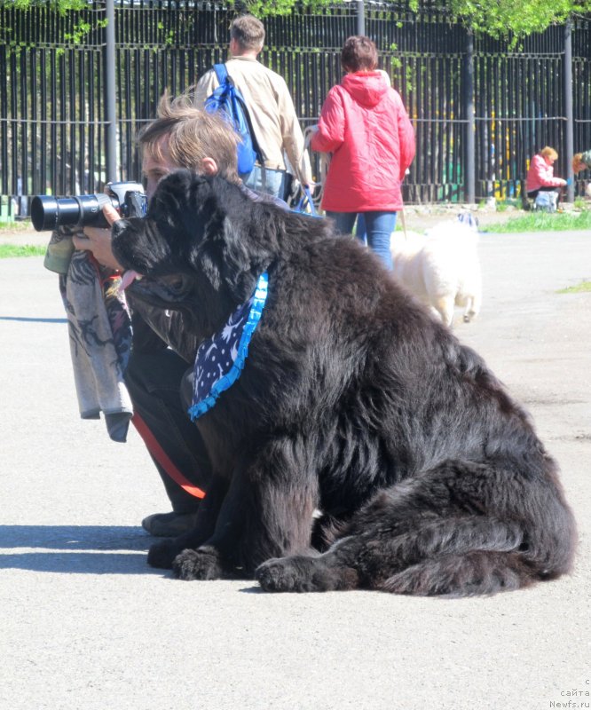 Фото: ньюфаундленд Njufort Fidel (Ньюфорт Фидель)
