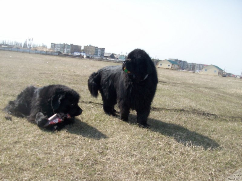 Фото: ньюфаундленд Karat iz Medvejyego Yara (Карат из Медвежьего Яра), ньюфаундленд Yarada iz Sibirskoy Glubinki (Ярада из Сибирской Глубинки)