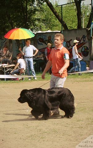 Фото: ньюфаундленд Ariadna Veik (Ариадна Вейк)