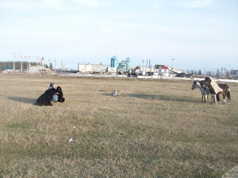 Фото: ньюфаундленд Yarada iz Sibirskoy Glubinki (Ярада из Сибирской Глубинки), ньюфаундленд Karat iz Medvejyego Yara (Карат из Медвежьего Яра)