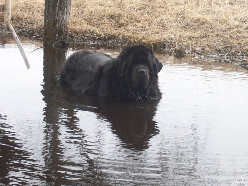 Фото: ньюфаундленд Yarada iz Sibirskoy Glubinki (Ярада из Сибирской Глубинки)