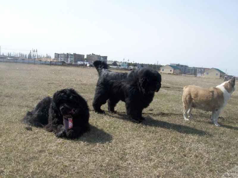 Фото: ньюфаундленд Yarada iz Sibirskoy Glubinki (Ярада из Сибирской Глубинки), ньюфаундленд Karat iz Medvejyego Yara (Карат из Медвежьего Яра), Дина