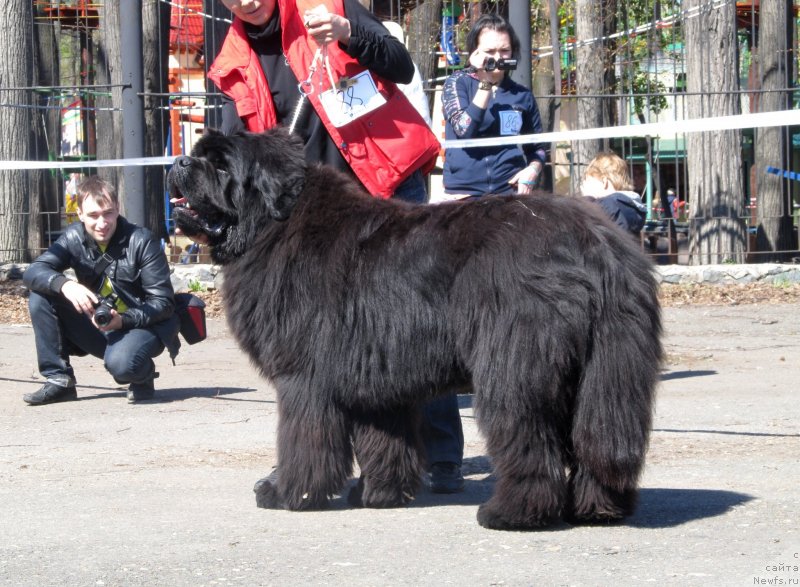 Фото: ньюфаундленд Njufort Fidel (Ньюфорт Фидель)