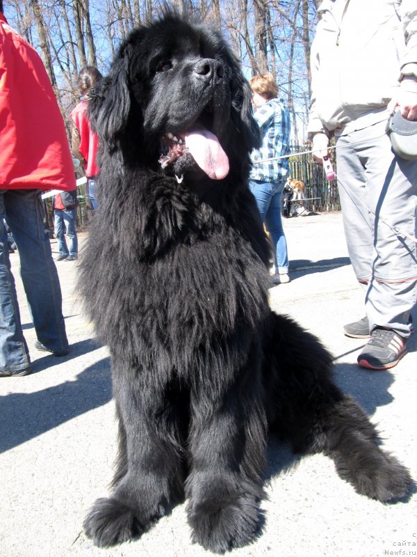 Фото: ньюфаундленд Ih Vyisochestvo Vladlena Madjiks (Их Высочество Владлена Маджикс)