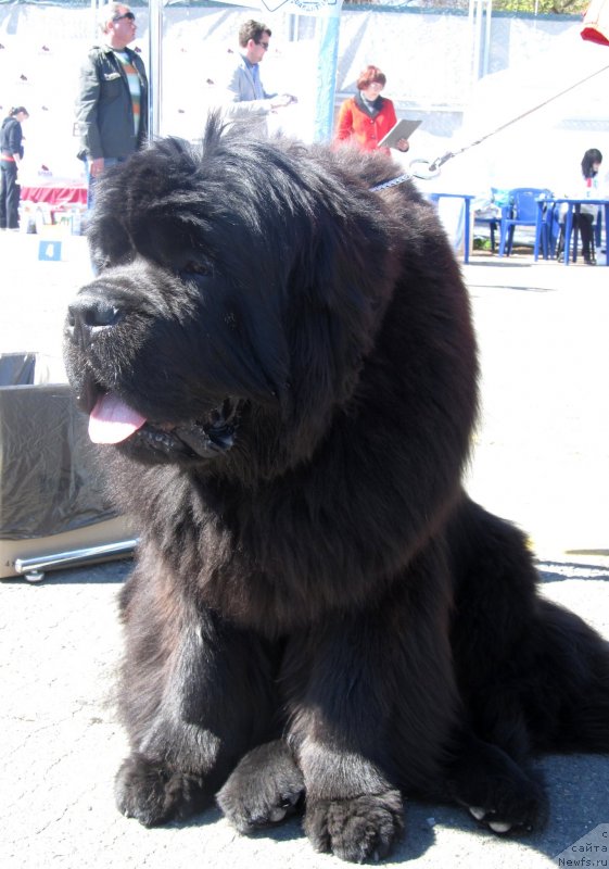 Фото: ньюфаундленд Njufort Fidel (Ньюфорт Фидель)