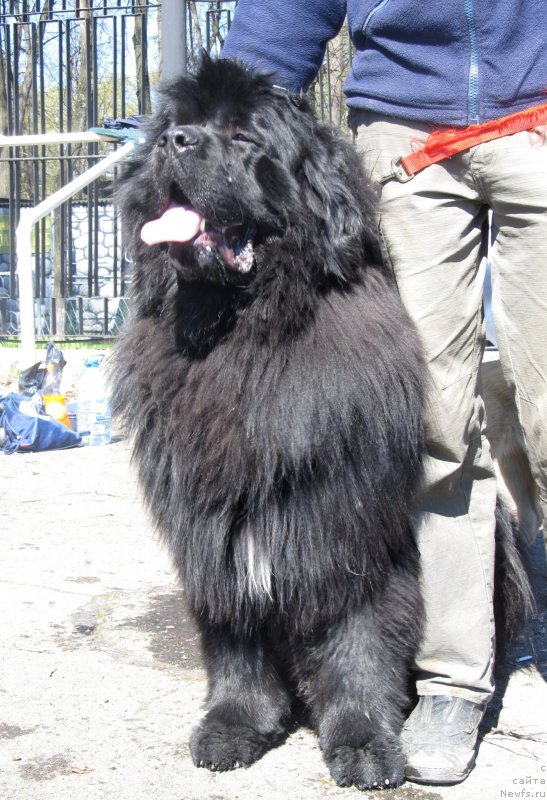 Фото: ньюфаундленд N'yufort Faraon Ayu-Vorobey ot SHalen (Ньюфорт Фараон Аю-Воробей от Шален)