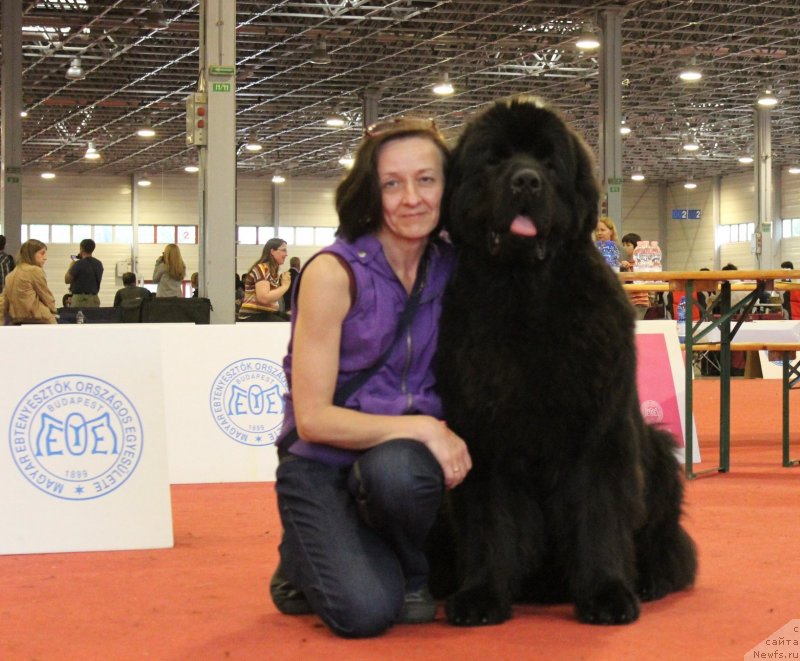 Фото: Ol'ga Koroleva (Ольга Королева), ньюфаундленд Aquatoriya Kelvin Ultimatum (Акватория Келвин Ультиматум)