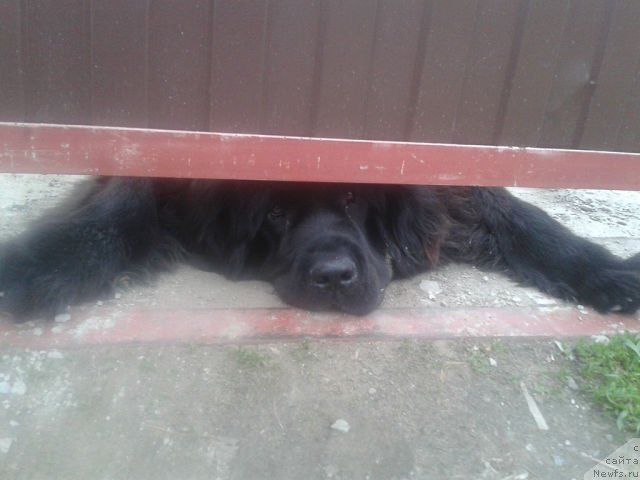 Фото: ньюфаундленд Kumir Sibiri ot Marleon Dusvik (Кумир Сибири от Марлеон Дусвик)