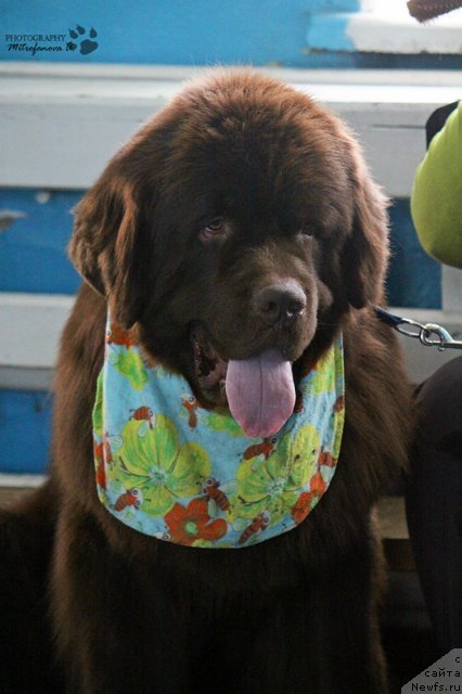 Фото: ньюфаундленд Fakturnyi Frukt s Berega Dona (Фактурный Фрукт с Берега Дона)